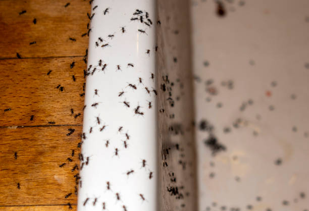Best Pest Control Near Me  in Black River Falls, WI