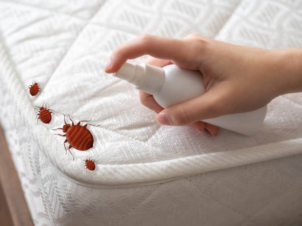 Reliable Black River Falls, WI Pest Control Solutions